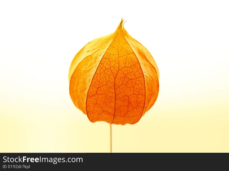 Physalis on light yellow background