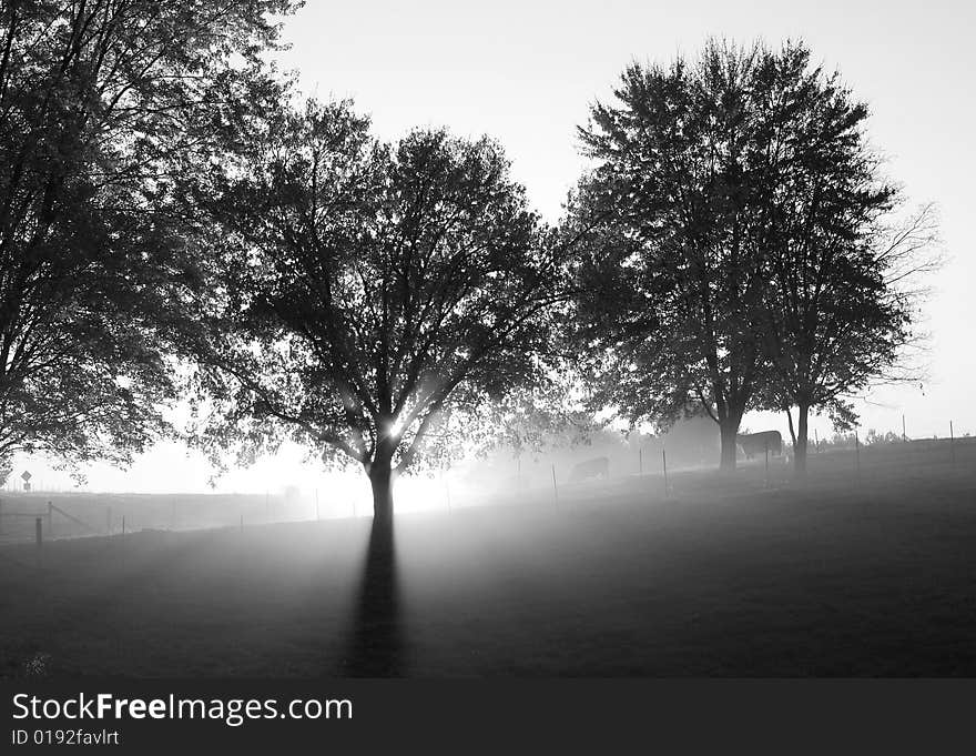 Black and white photo of cow pasture at sunrise. Black and white photo of cow pasture at sunrise.