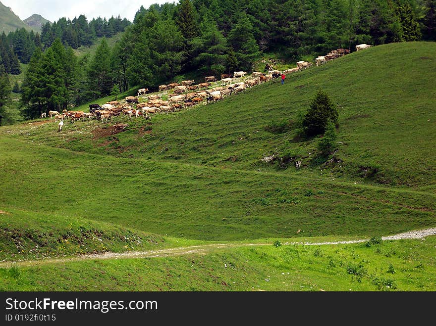 View of some cattle in the Alps in Italy. View of some cattle in the Alps in Italy.