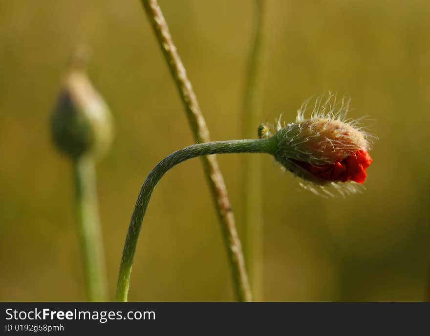 Red and green poppies