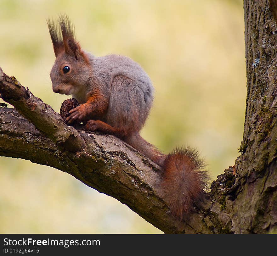 Squirrel on tree