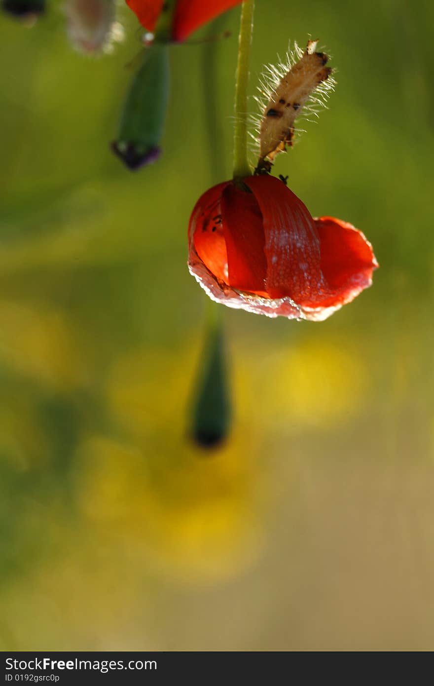 Red and green poppies