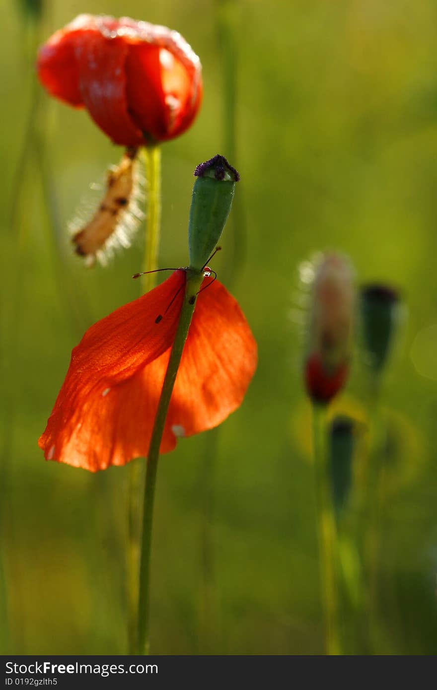 Red and green poppies