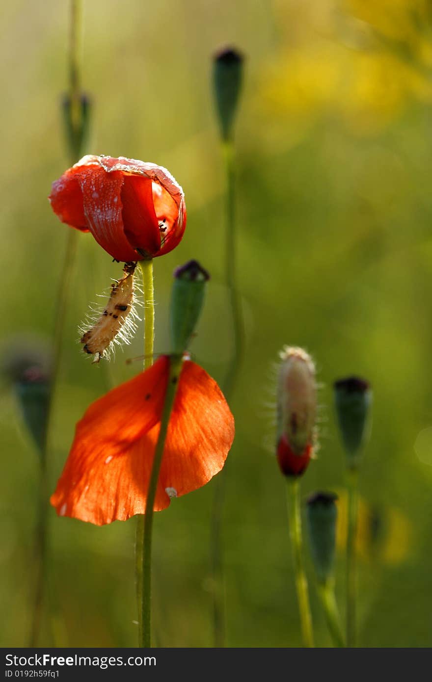 Red And Green Poppies