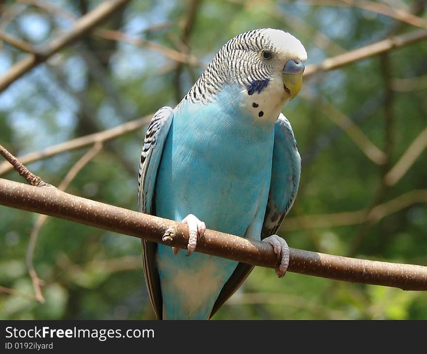 Blue and white parrot on the branch