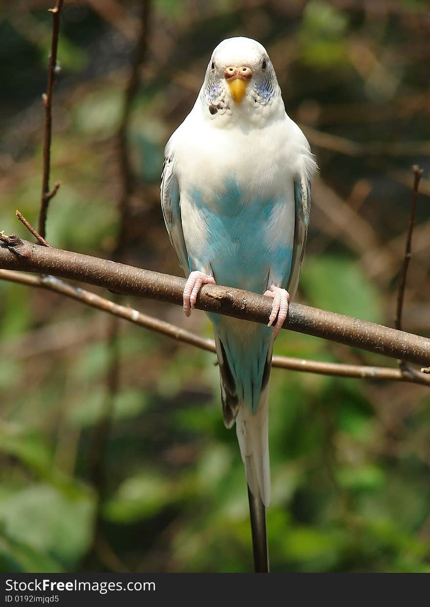 Blue and white parrot on the branch