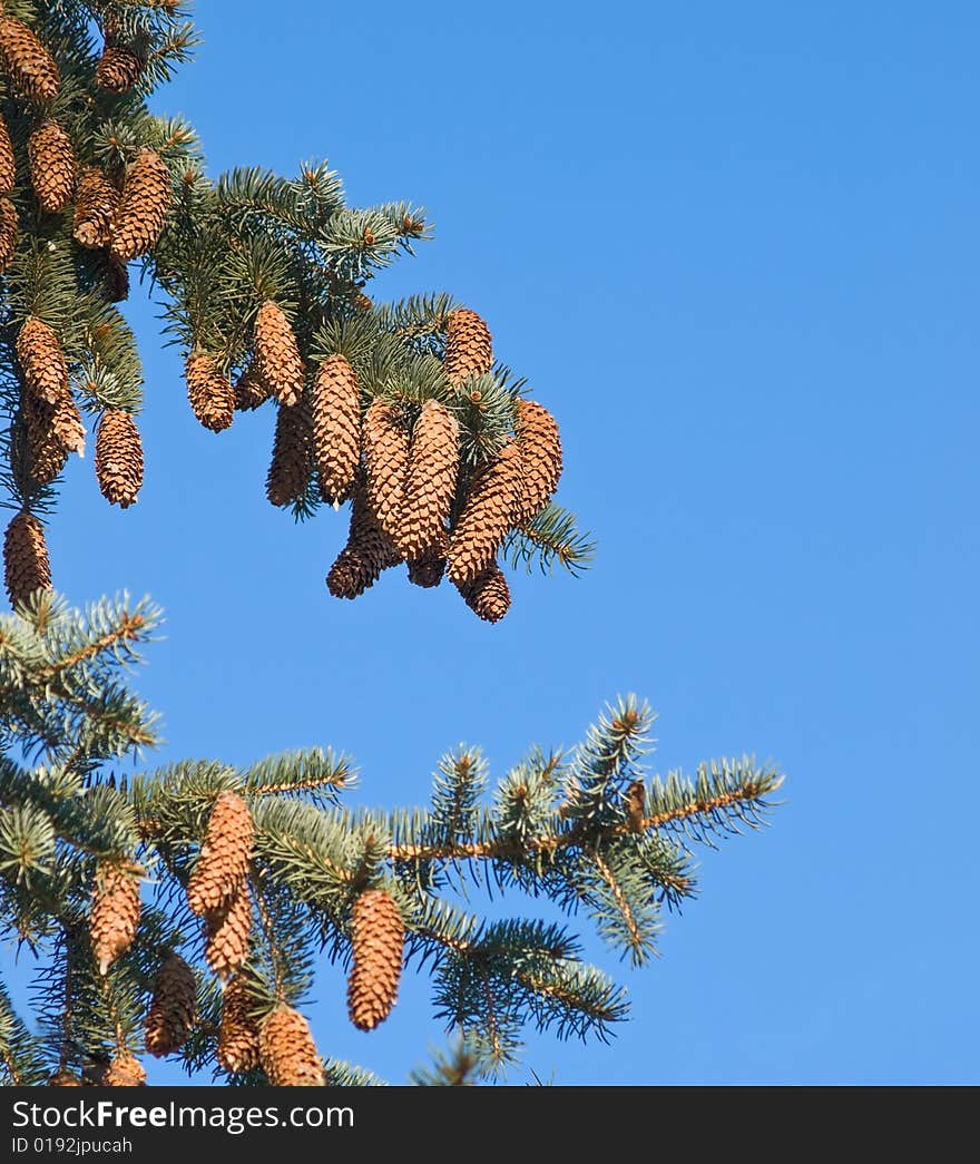 Pinetree brunch with cones over blue sky