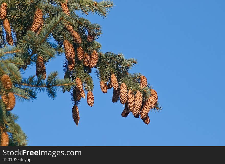 Pinetree brunch with cones over blue sky