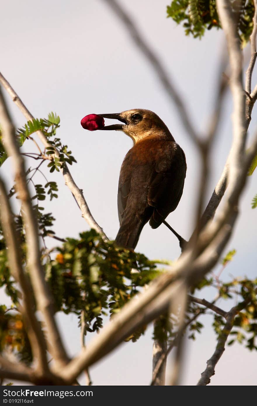 Bird with berry on the tree branch