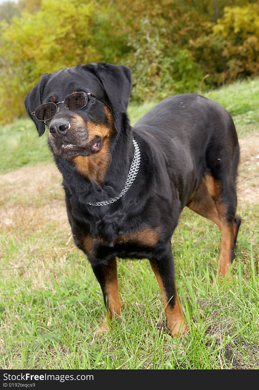 Dog of breed a Rottweiler in a cap and glasses