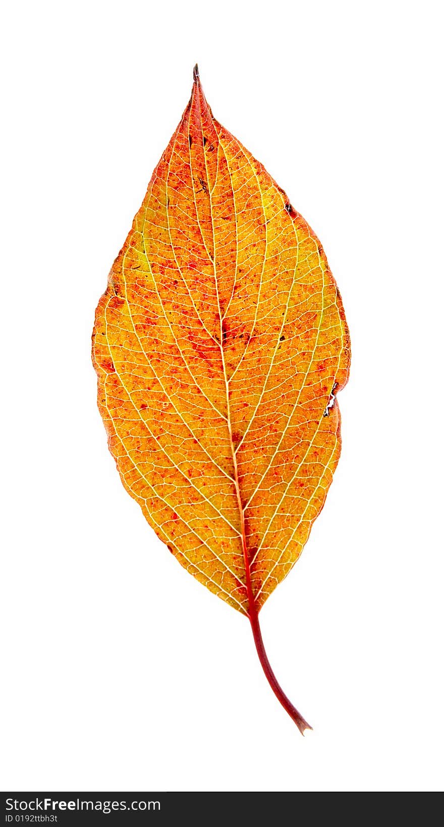 Leaf On A Gleam, Capillaries Of A Leaf Are Visible