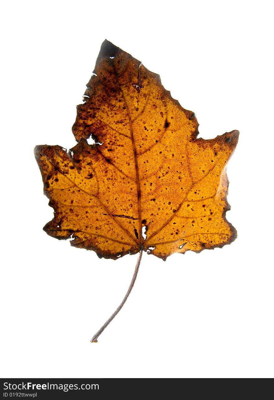 Leaf on a gleam, capillaries of a leaf are visible.