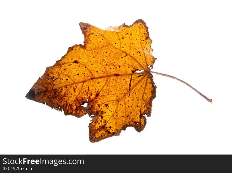 Leaf on a gleam, capillaries of a leaf are visible.