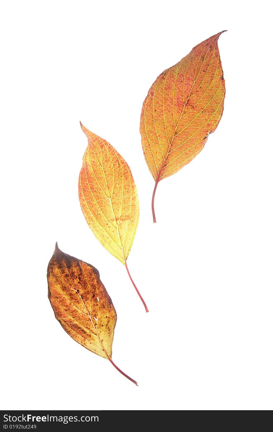 Leaf On A Gleam, Capillaries Of A Leaf Are Visible