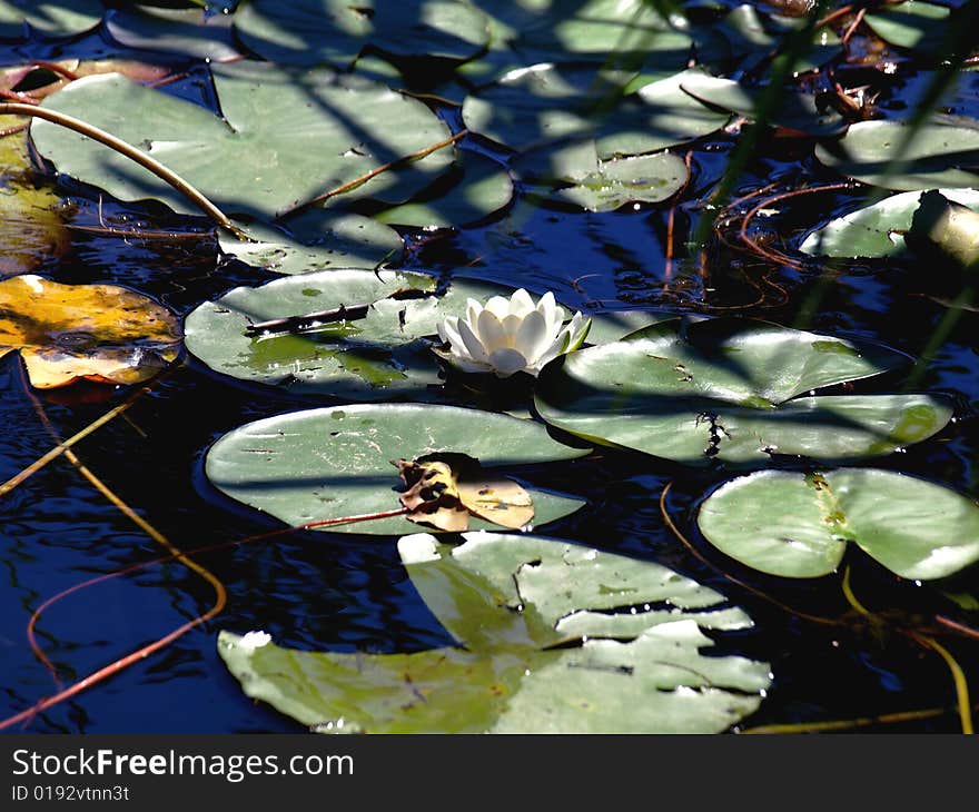 Leaves and water lily