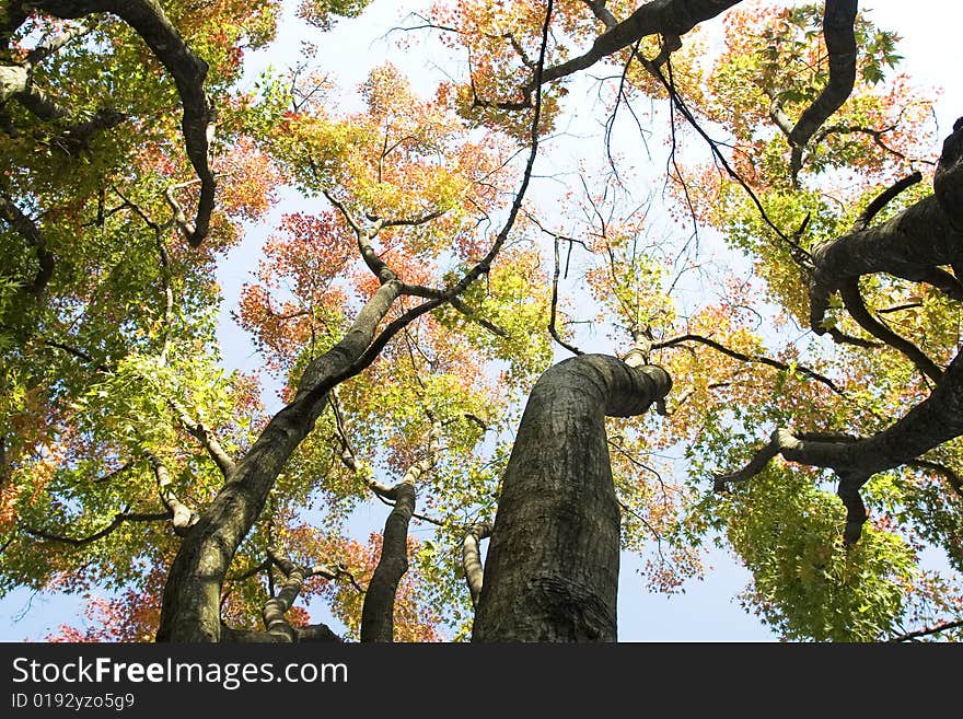 The trees with the blue sky background in aurumn. The trees with the blue sky background in aurumn.