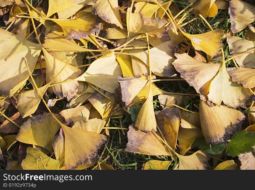 The leaves falling on the ground in a garden. The leaves falling on the ground in a garden.