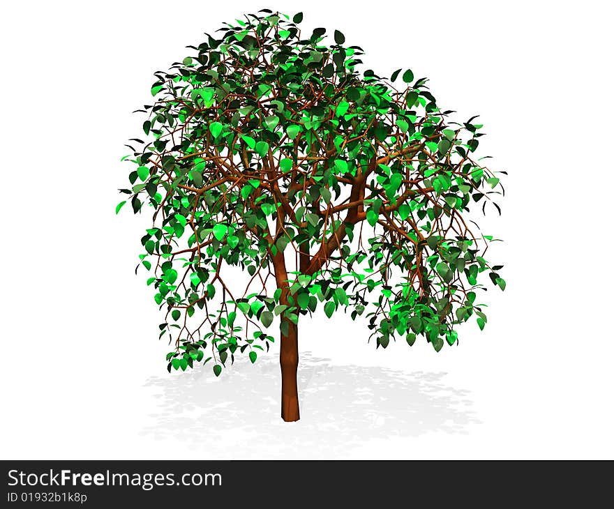 Tree isolated in white background