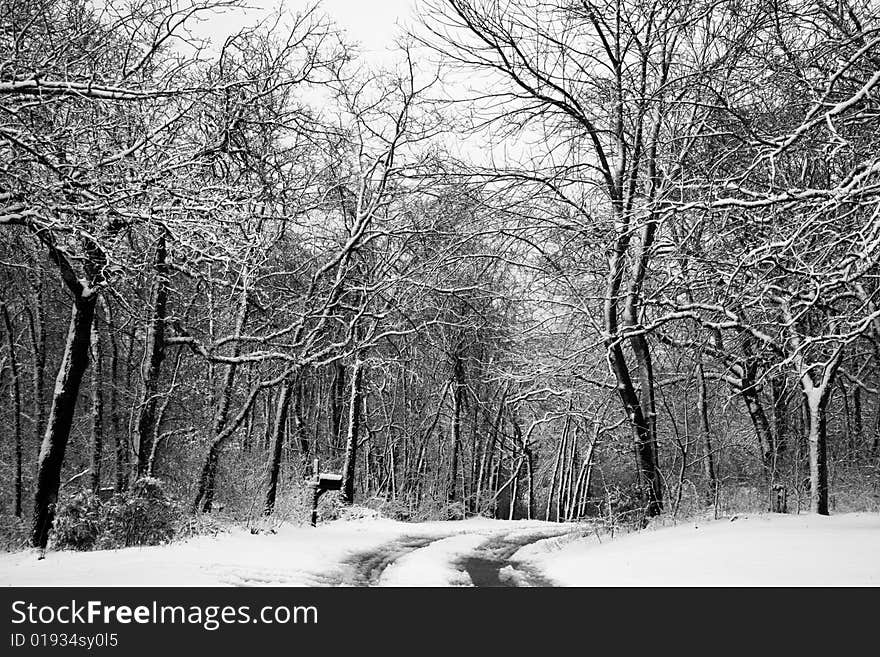 Snowy Road