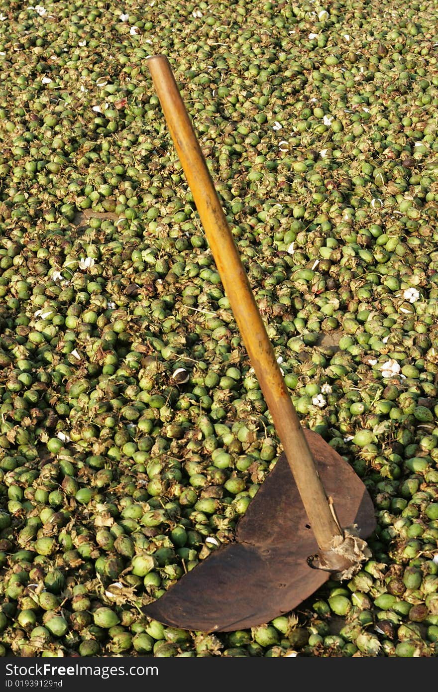 Picked cotten laid out in the sun to dry.  A primitative tool shows the link between work and production. Picked cotten laid out in the sun to dry.  A primitative tool shows the link between work and production.