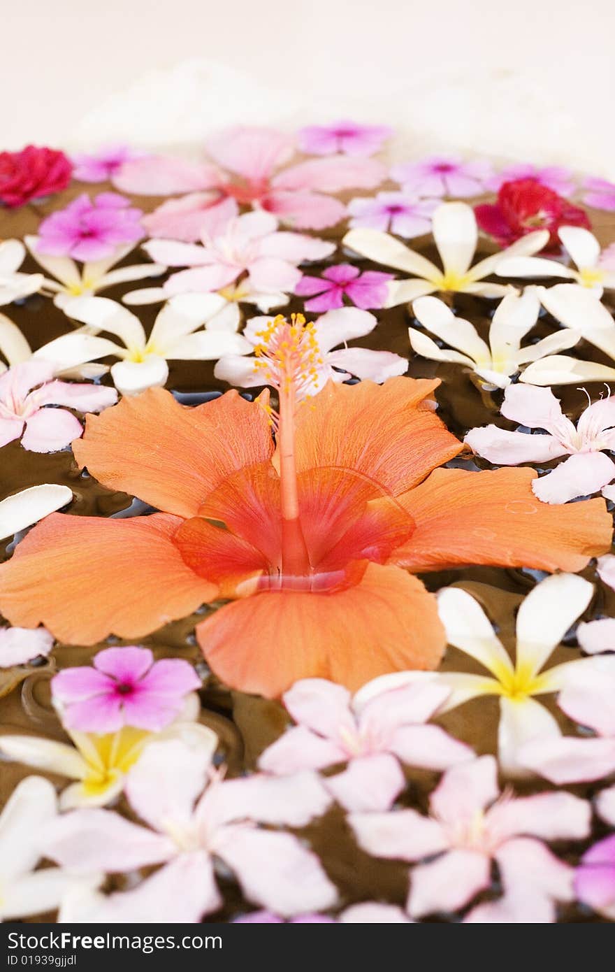 A lily and other flowers on water, at a hotel. A lily and other flowers on water, at a hotel.