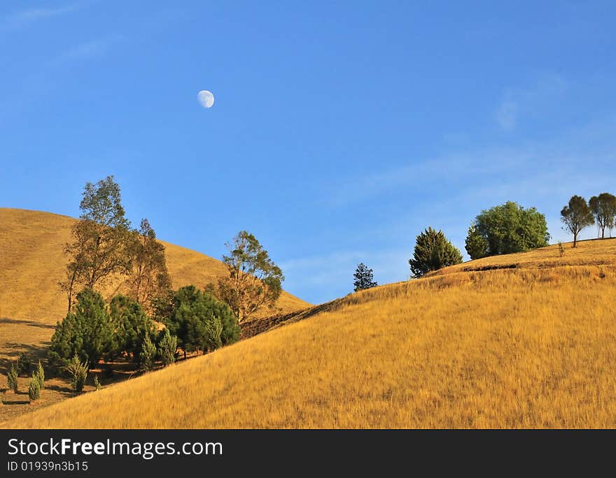 Golden grassy hill with moon in blue sky and clouds