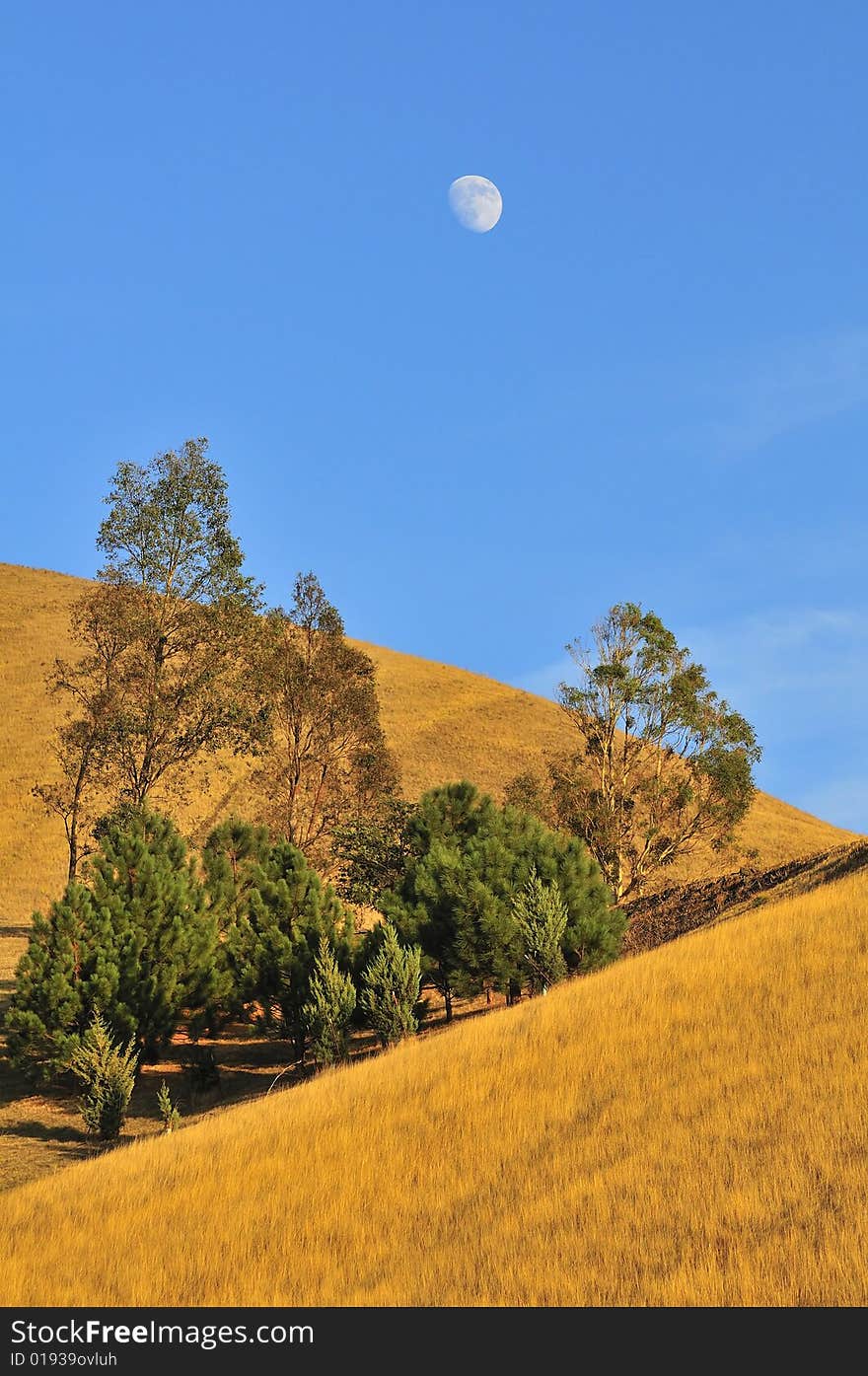 Grassy hillside with moon in blue sky