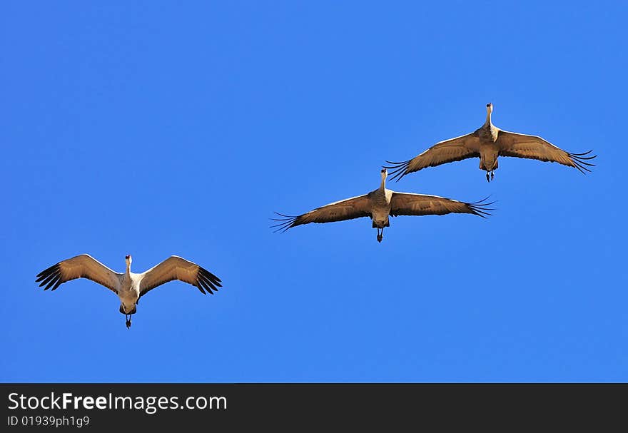 Sandhill Cranes Against Blue Sky