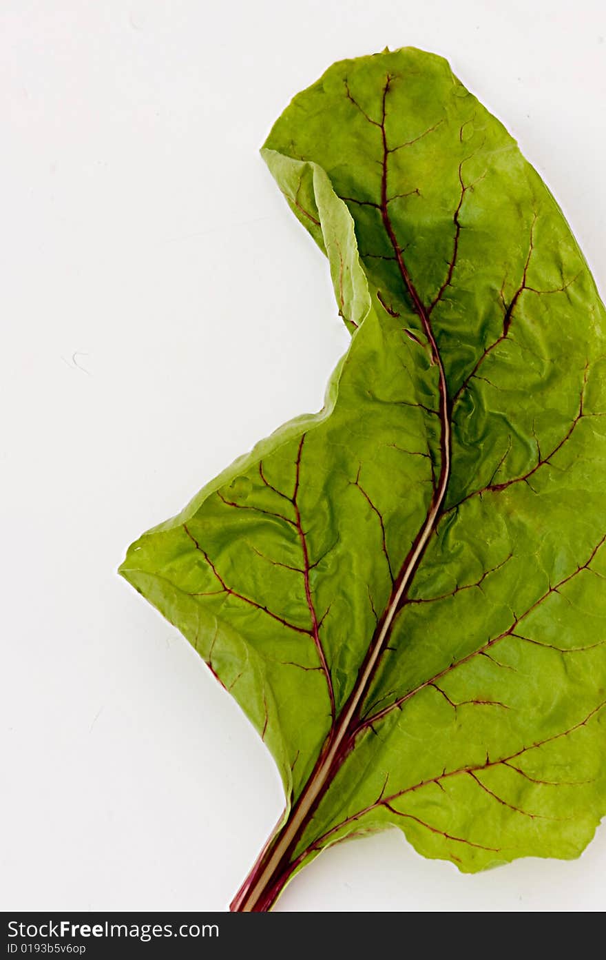 Leaf of beetroot