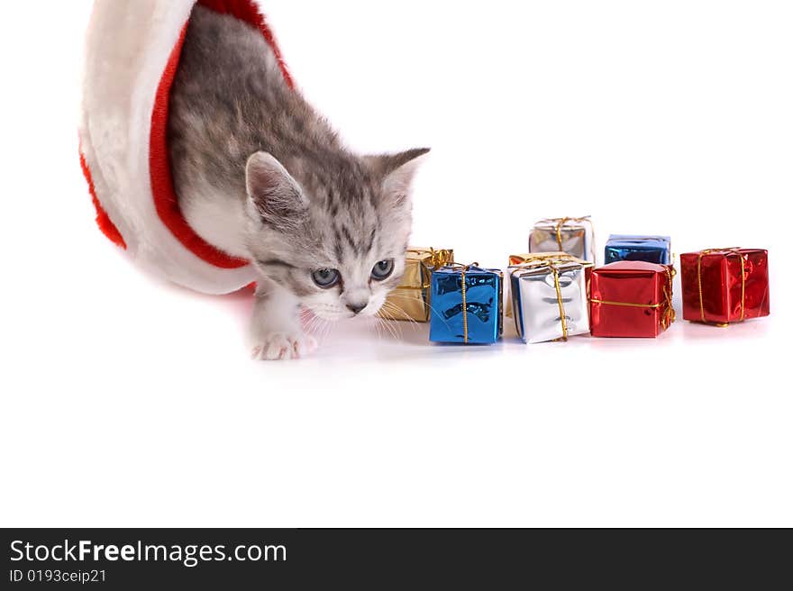 grey kitten plays with gifts