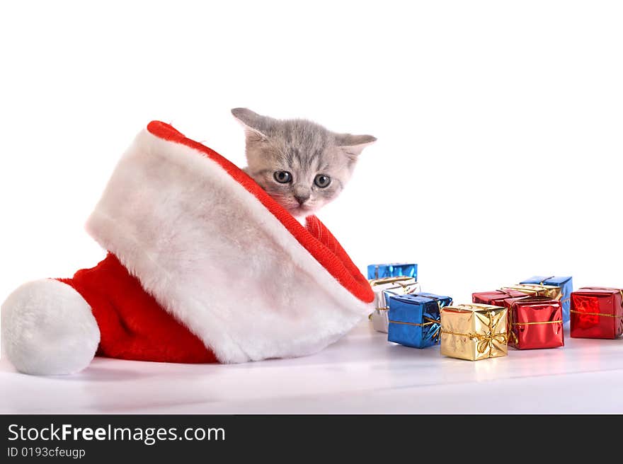 The grey kitten plays with gifts. The grey kitten plays with gifts