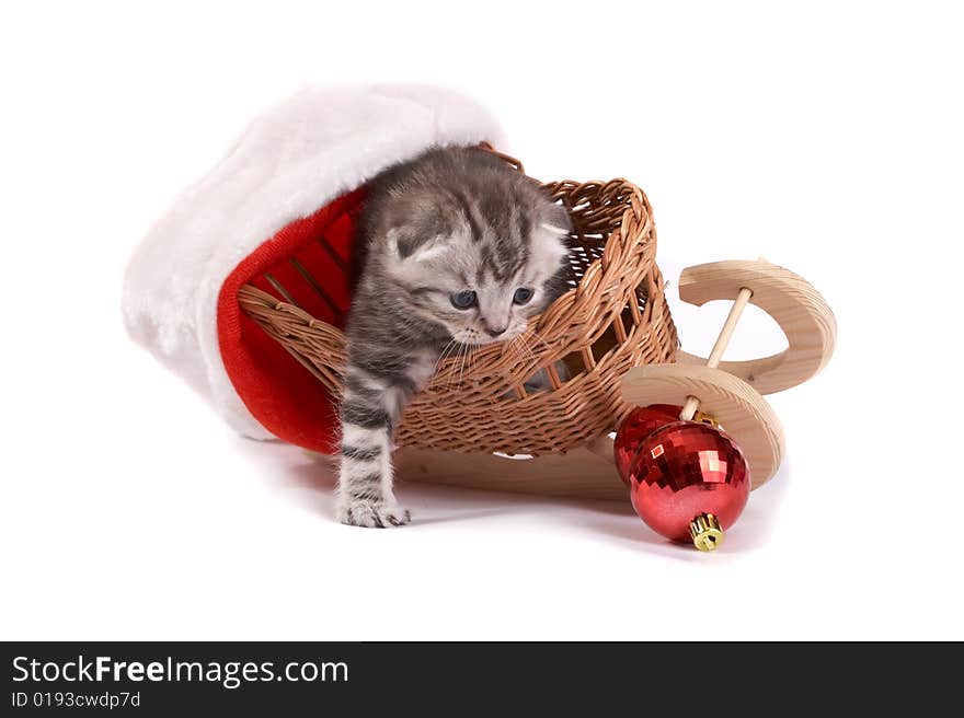 Kitten plays on a white background