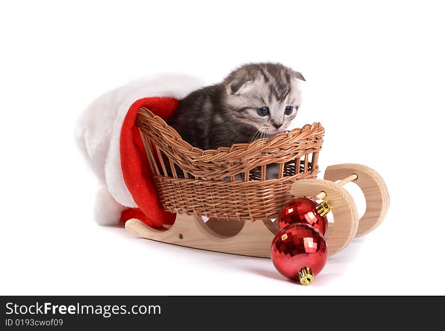 Kitten plays on a white background