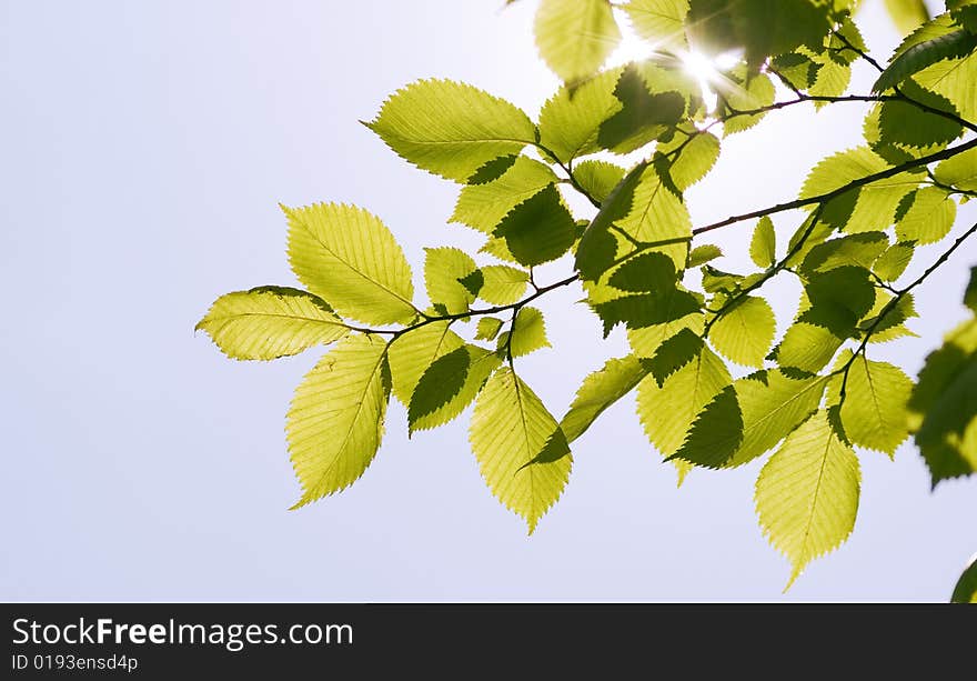 Green Leaves