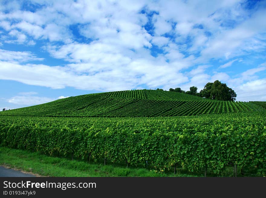 Beautiful field in south of french