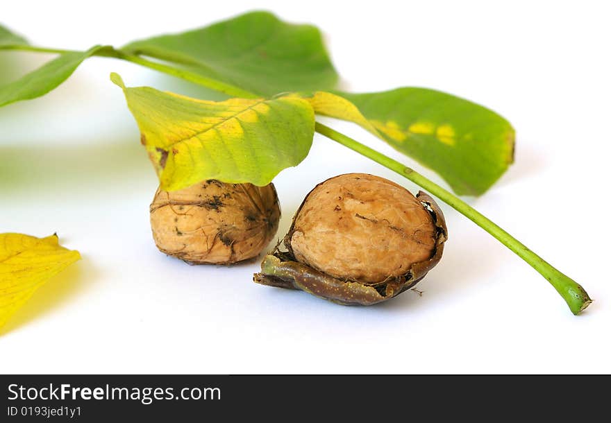 Fresh walnut and leaf isolated on a white background. Fresh walnut and leaf isolated on a white background