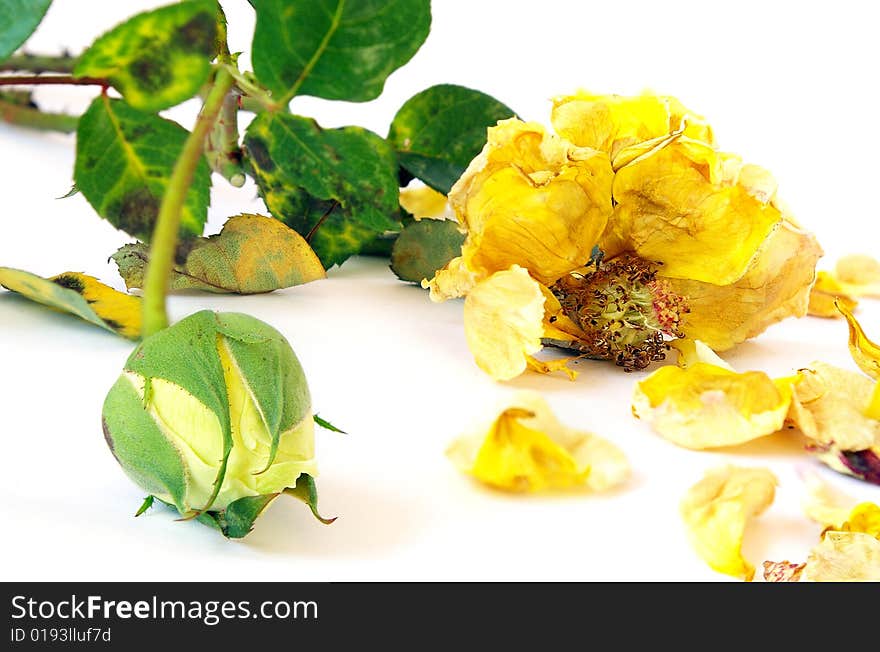 Yellow roses isolated on a white background