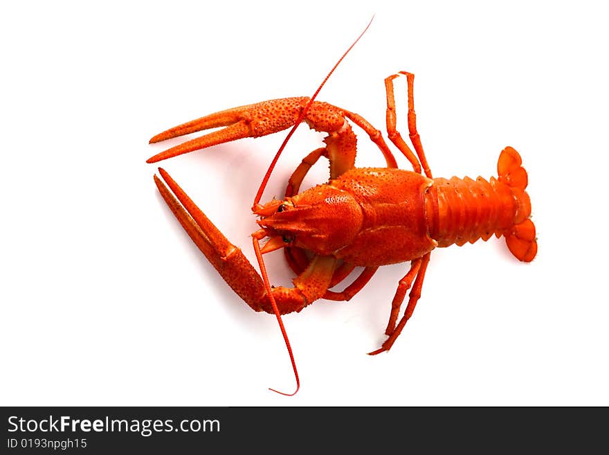 An image of cooked red lobster over white