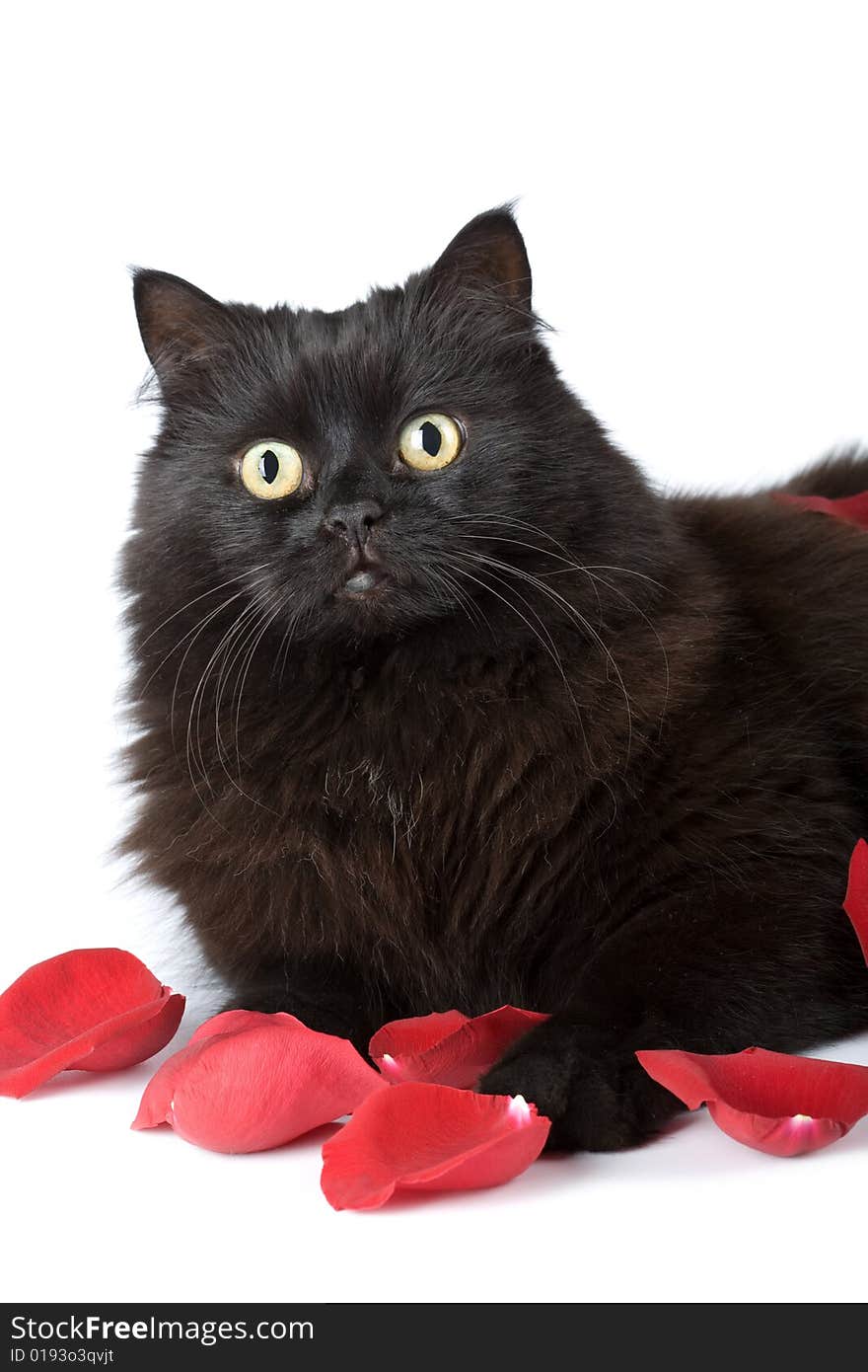 Cute black cat in rose petals isolated on white