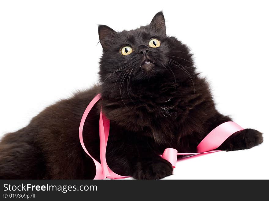 Black cat with pink ribbon isolated on white