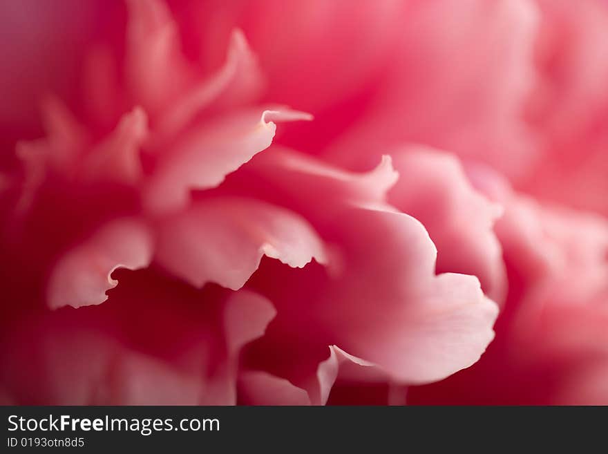 Abstract pink peony flower