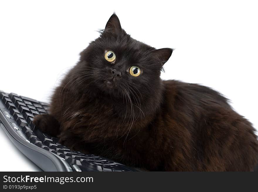 Cute black cat over keyboard isolated on white