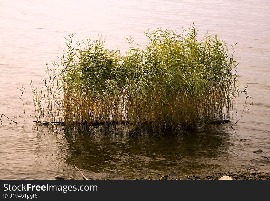 Swamp grass