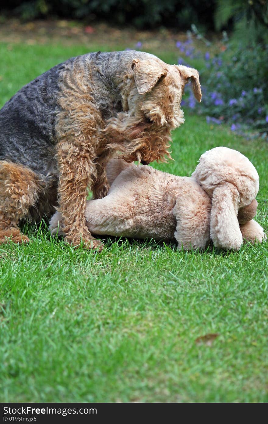 Dog Terrier Toy