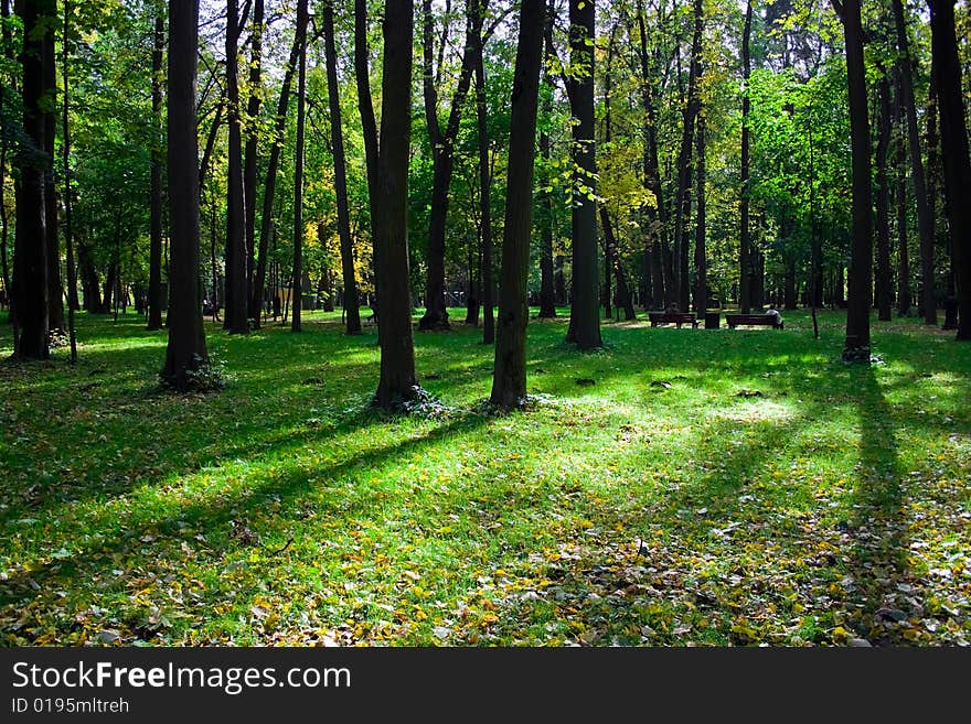 A sunny day in green park with high trees