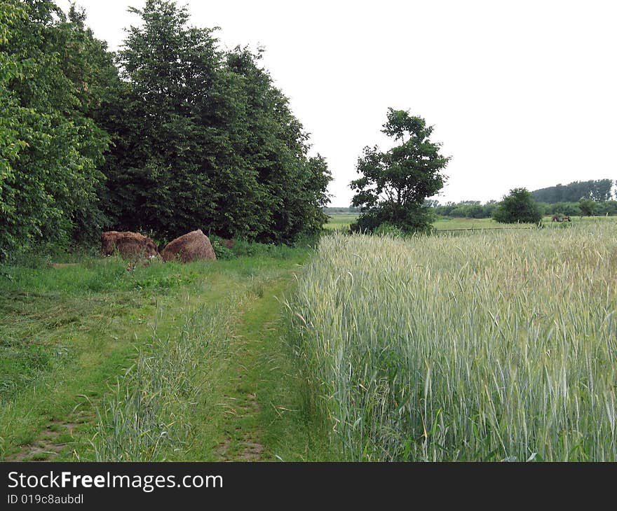 The rural road goes along wheat field