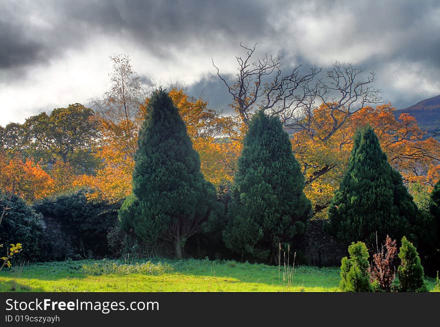 Landscape with brushwood in ireland. Landscape with brushwood in ireland