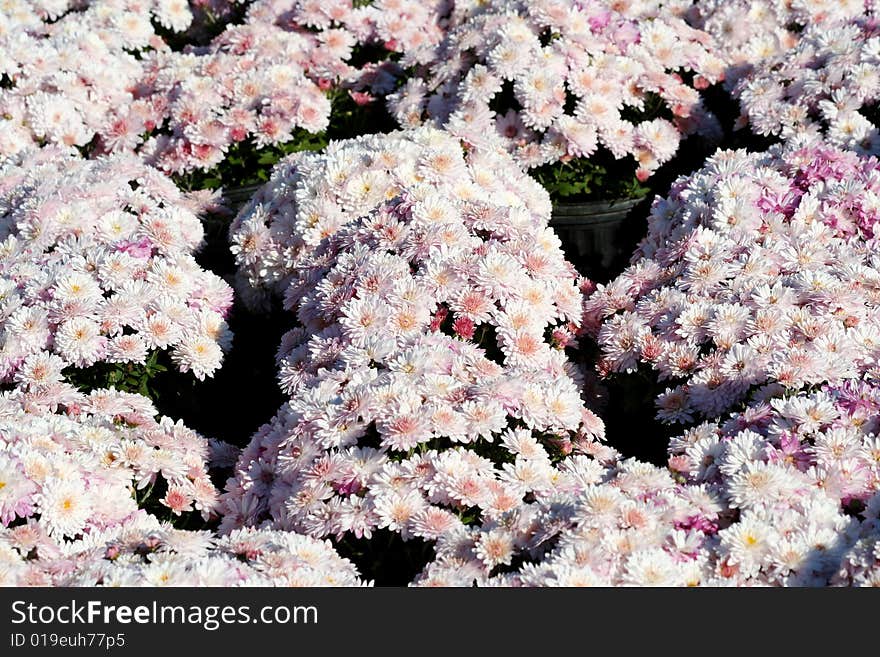 Colorful autumn mum flowers in pots