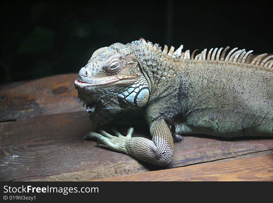 A big reptile in captivity. A big reptile in captivity