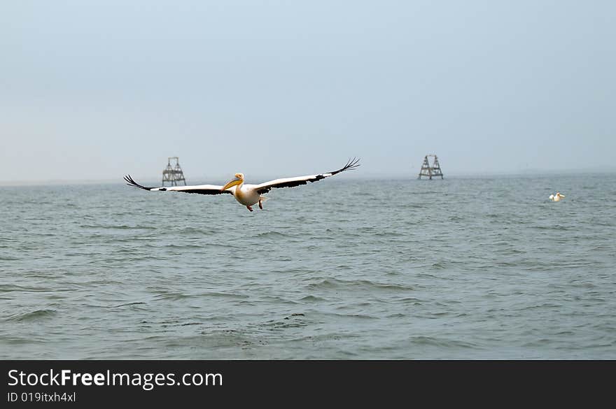 The pelican flight